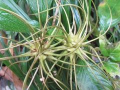 Clematis fusca