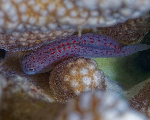 Caracanthus typicus observed 2025-07-05