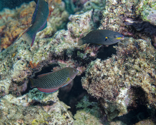 Belted wrasse (Stethojulis balteata) — Labridae — 4