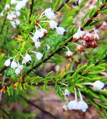 Erica rubiginosa