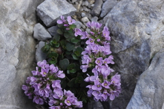 Noccaea rotundifolia