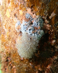 Clavelina moluccensis