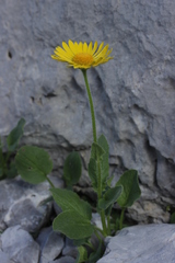 Doronicum