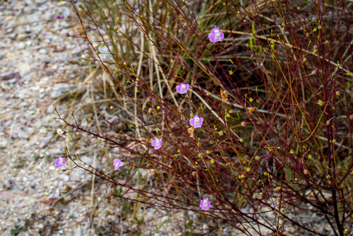 Plateau false foxglove (Agalinis edwardsiana)