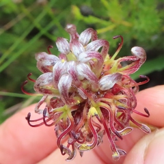 Serruria gremialis