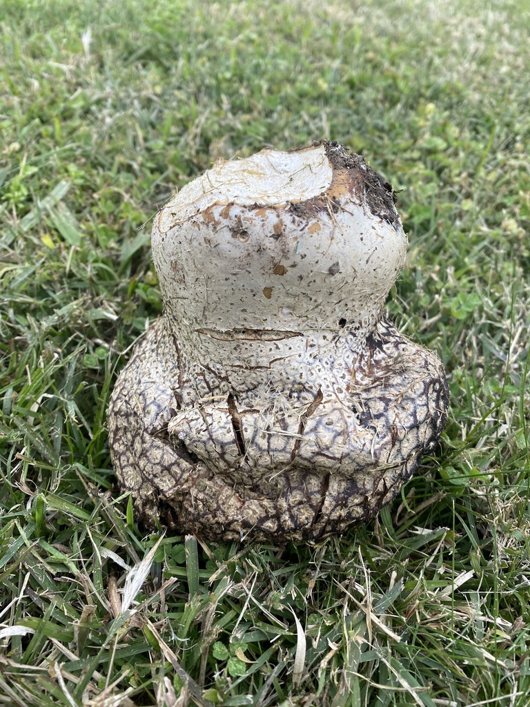 Calvatia cyathiformis · June 2025 · photo: © carancho (iNaturalist, cc-by)