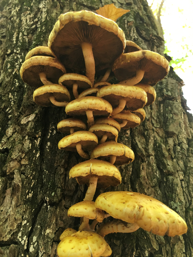 Golden Pholiota