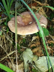 Lactarius hysginus