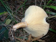 Lactarius hysginus
