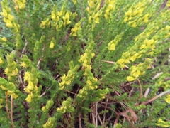 Aspalathus ericifolia ericifolia
