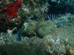 Symphodus mediterraneus