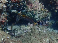 Symphodus mediterraneus