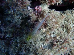 Gobius xanthocephalus