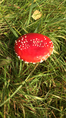 Amanita muscaria