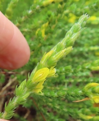 Aspalathus ericifolia ericifolia
