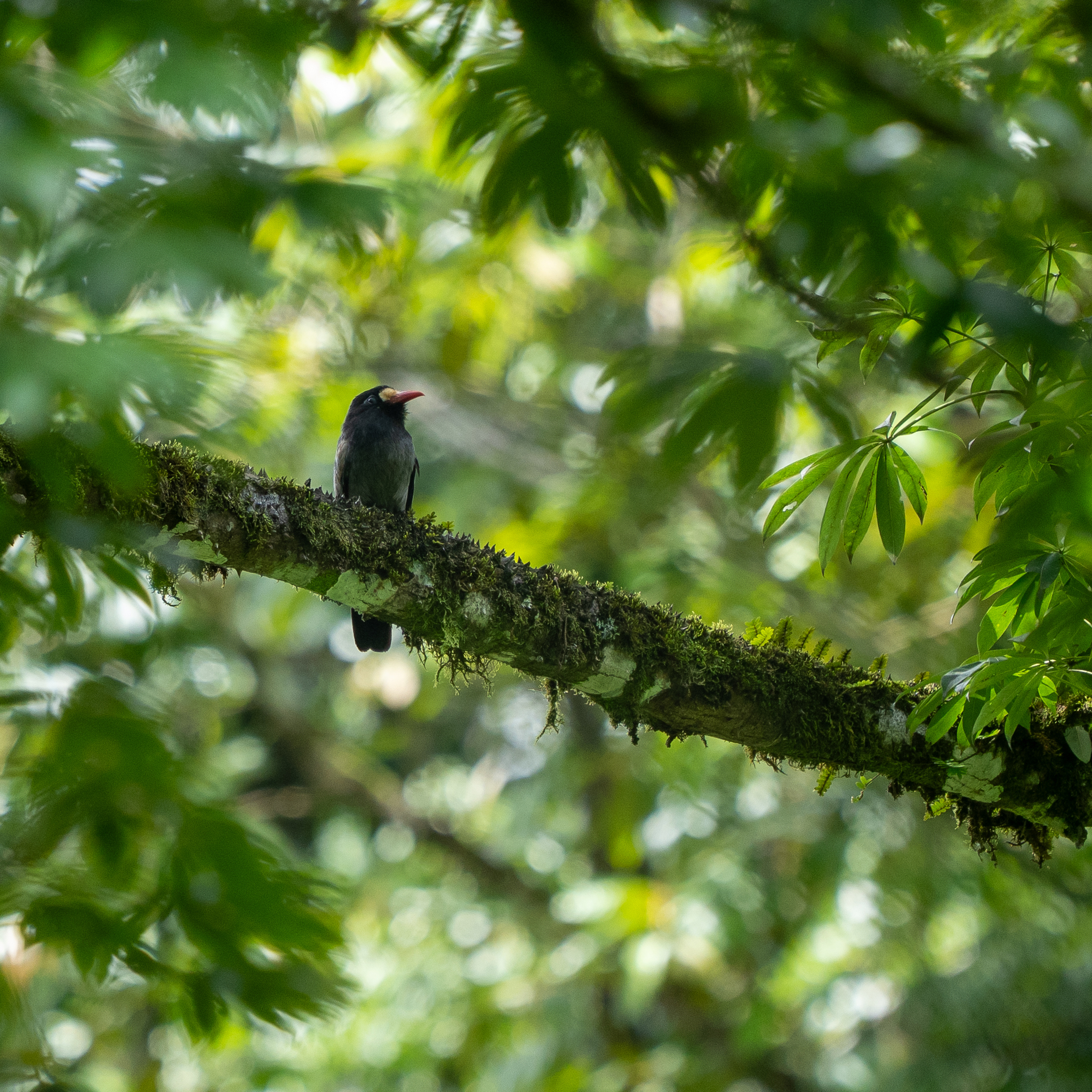 White-fronted Nunbird (Monasa morphoeus), photo 6