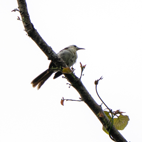 White-headed Wren (Campylorhynchus albobrunneus), photo 5