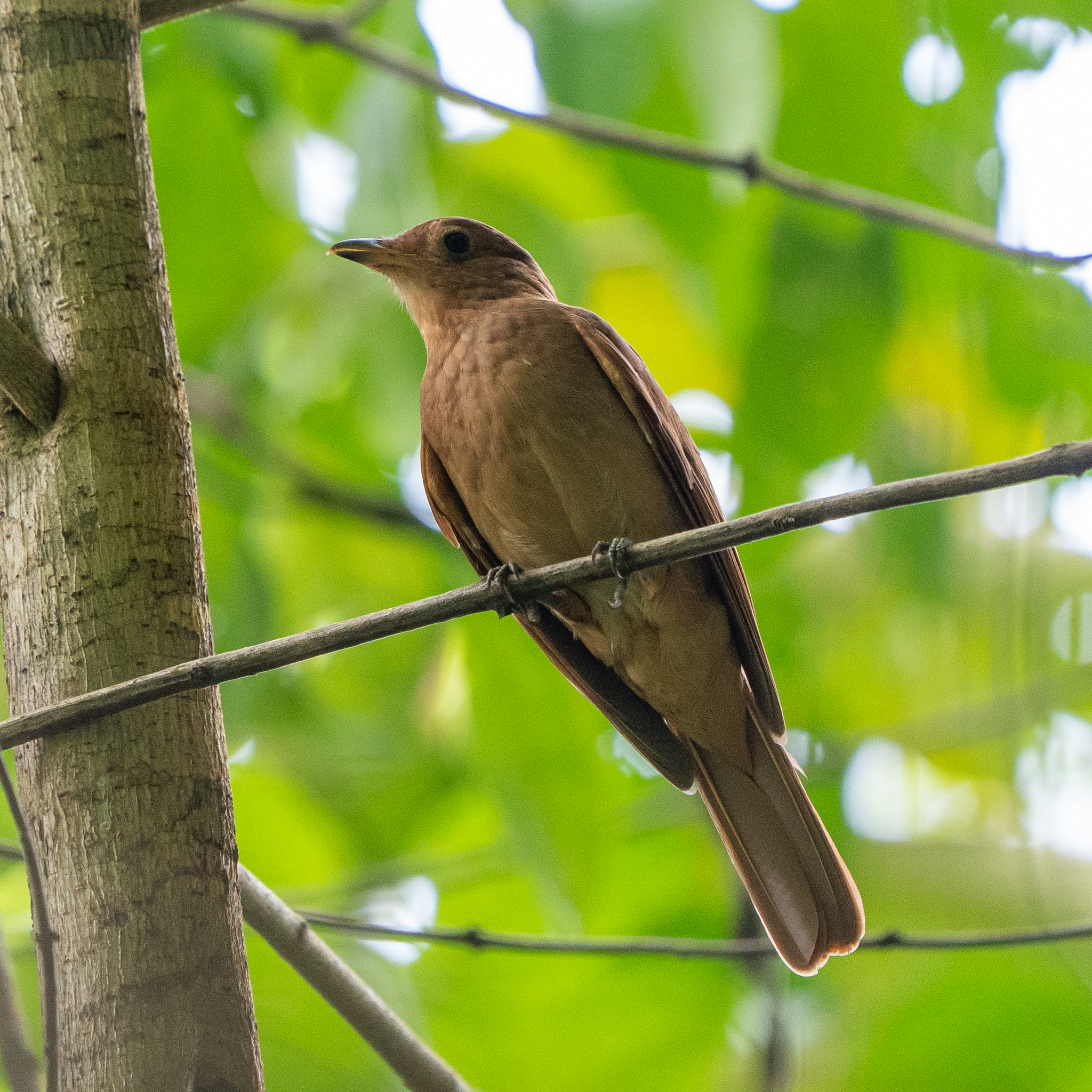 Rufous Piha (Lipaugus unirufus), photo 4