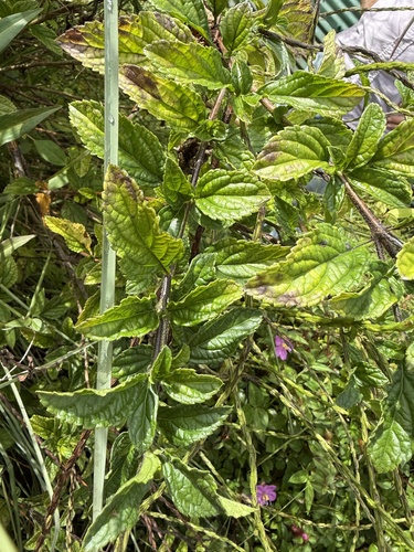Stachytarpheta cayennensis observed 2025-07-06