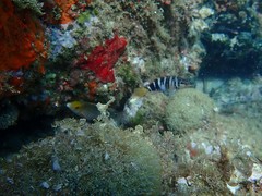 Symphodus mediterraneus