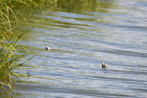Diamondback Terrapin