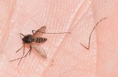 Aedes vigilax
