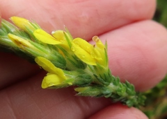 Aspalathus ericifolia ericifolia