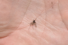 Aedes vigilax