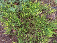 Aspalathus ericifolia ericifolia