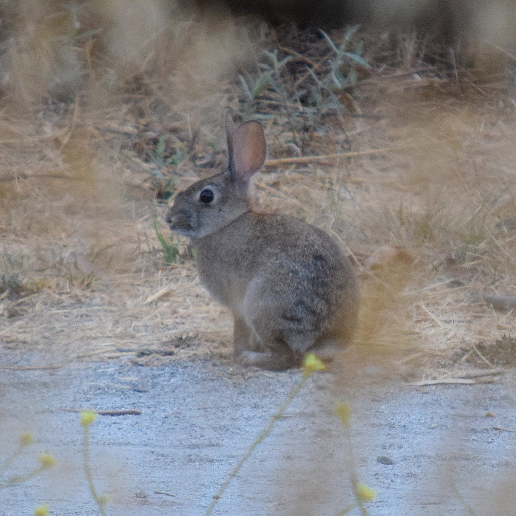 Brush Rabbit (Sylvilagus bachmani)