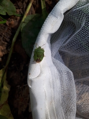 Palomena viridissima