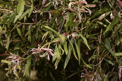 Melaleuca salicina