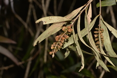 Melaleuca salicina