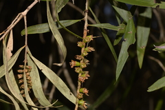 Melaleuca salicina