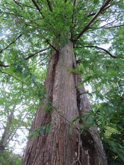 Metasequoia glyptostroboides
