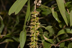 Melaleuca salicina