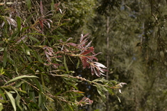 Melaleuca salicina