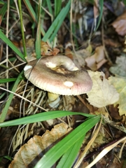 Russula versicolor