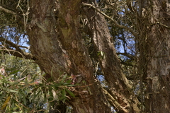 Melaleuca salicina