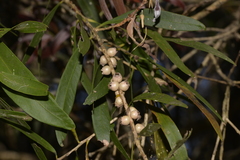 Melaleuca salicina
