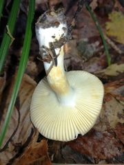 Russula versicolor