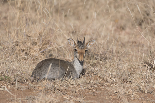 Günther's Dik-dik