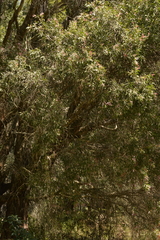Melaleuca salicina
