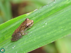 Scinax perpusillus