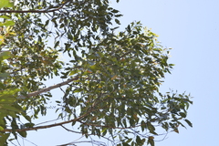 Eucalyptus robusta