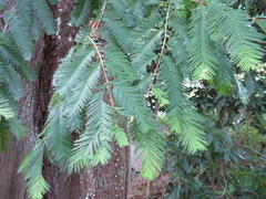 Metasequoia glyptostroboides