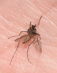 Aedes vigilax