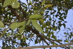 Eucalyptus robusta