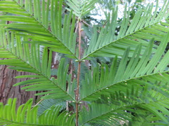 Metasequoia glyptostroboides