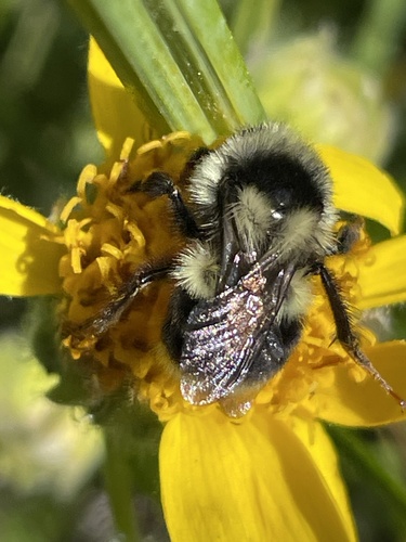 iNaturalist observation photo of Nearctic Bumble Bee